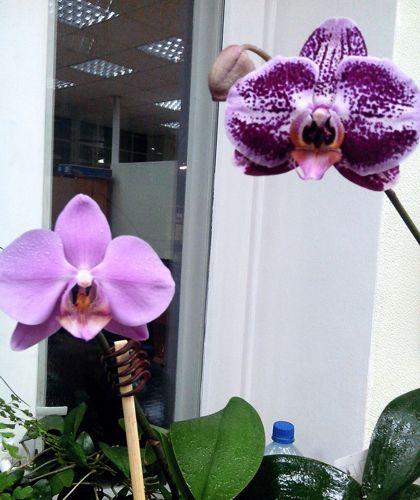 orchidvc1